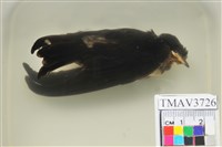 藏品(家燕)的圖片